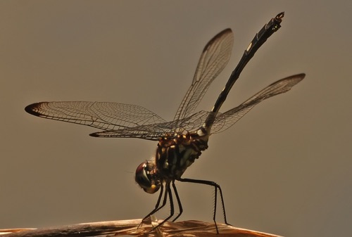 Male
2014_07_01_Chattooga